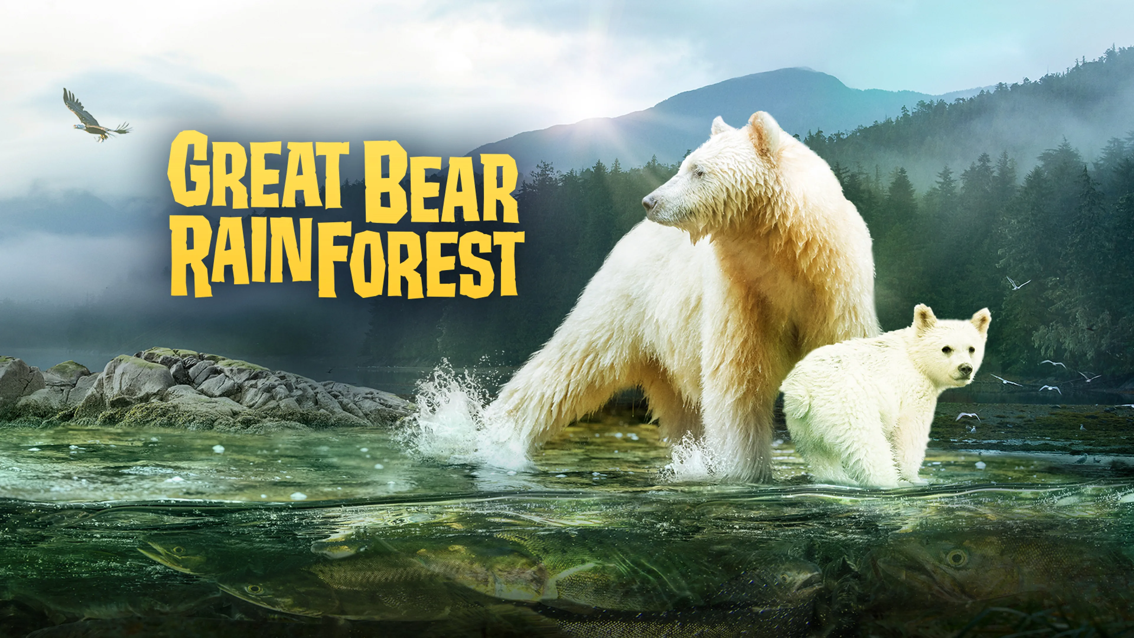 Great Bear Rainforest poster